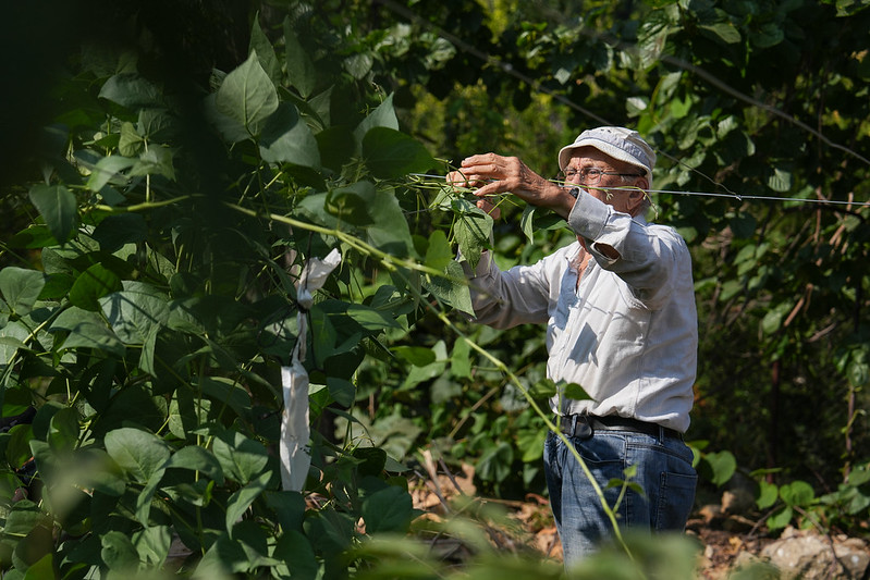 A deep dive into social protection for Lebanon’s agriculture workers and farmers