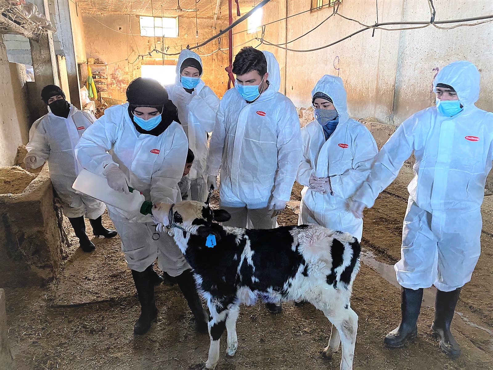 Empowering dairy farmers in Lebanon through veterinary services and skills training