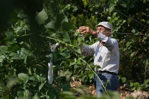 Image of an elderly person taking care of some crops in a farming field