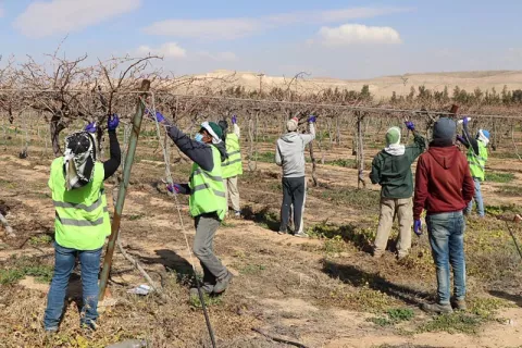 Image of a group of workers planting trees in a field